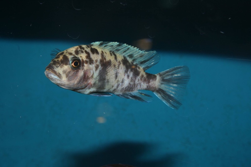 Maylandia callainos 'Chitande Island'